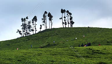 Tea estate with tourist