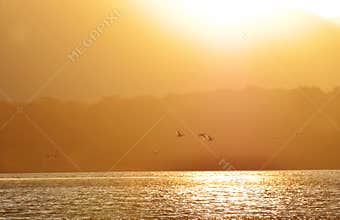 Background silhouettes of ducks flying in golden sunset lake