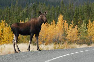 Moose along the alaska highway