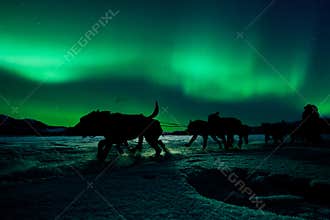 Yukon sled dog team pulling under northern lights