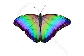 Rainbow Butterfly