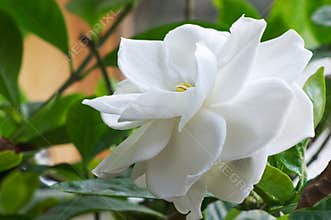 Gardenia