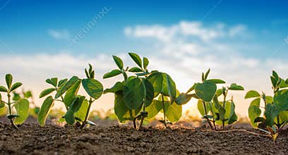 Small soybean plants growing in row