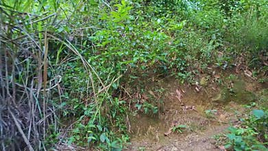 Drone Flies over Narrow Trail Lost in Deep Wild Jungle
