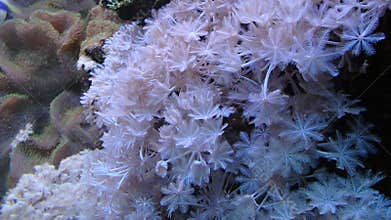Coral reef