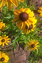 Black Eyed Susan