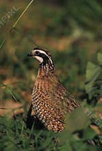 Bobwhite Quail Portrait