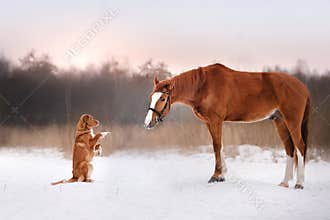 Dog and horse outdoors in winter