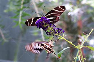 Butterflies
