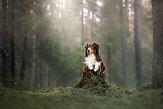 The Australian shepherd this morning in the woods