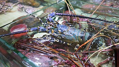 Fresh Lobster in Seafood Market.