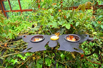 butterfly feeder