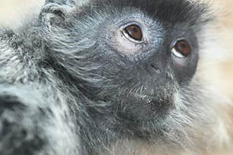 Silvery lutung