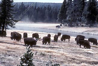 Yellowstone bison