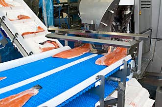 Fish factory salmon production