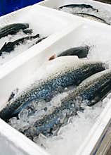 Fish factory salmon production