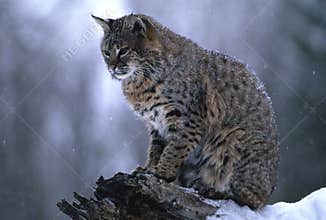 Bobcat in Snowstorm