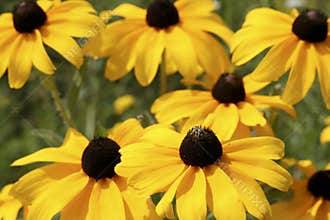 Black-eyed susan flowers