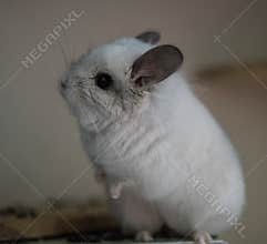 Cute Chinchilla