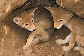 Coyote Pups in Den