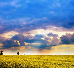 Landscape - field of yellow flowers and cloudy sky