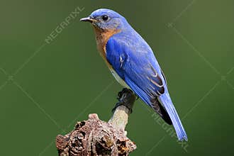 Bluebird On A Stump