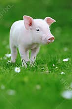 Young pig on grass