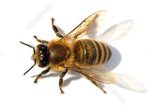 Detail of bee or honeybee , Apis Mellifera