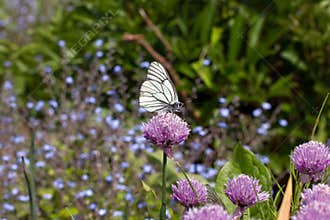 White butterfly flying in flowers