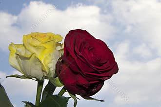 Beautiful rose