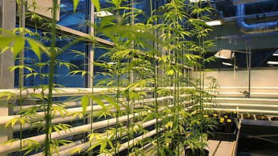 Research science medical cannabis for medicinal purposes, marijuana, re focus detail, cultivation growth flowers sterile bio