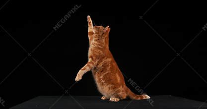 Red tabby domestic cat, adult leaping against black background