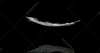 White feather falling against black background