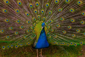 Peacock portrait with plumage