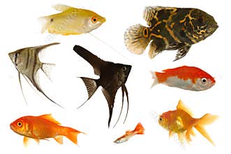 Aquarium fish