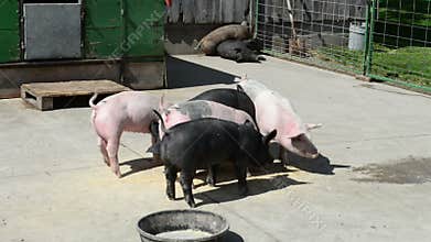 Pigs, Pig Pen, Farm, Agriculture