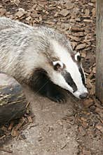 Badger in the forest