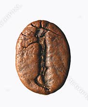 Single coffee bean