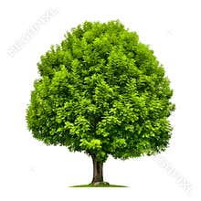 Perfect ash tree isolated on white