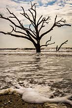 Botany Bay Beach Boneyard