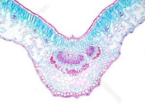 Winter Jasmine leaf under a microscope (Leaf of Winter Jasmine C