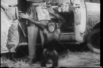 Wide shot happy monkey dancing by safari truck