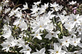 Ipheion, 'Albert Castillo'