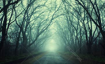 Mysterious dark autumn forest in green fog with road, trees