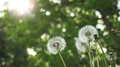 Beautiful Spring Dandelion Flowers in the Morning