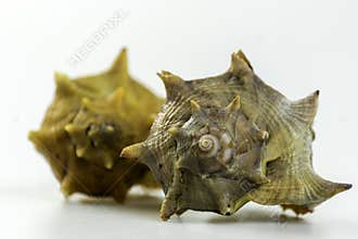 Bolinus brandaris, an edible marine gastropod