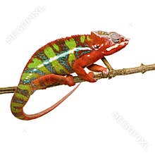 Chameleon Furcifer Pardalis - Ambilobe (18 months)
