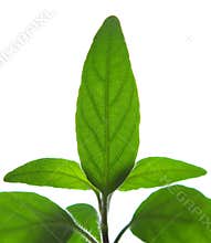 Leaves.