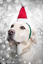 Christmas Santa Hat Sparkle Dog