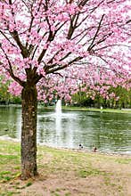 Japanese cherry tree with pink flowers